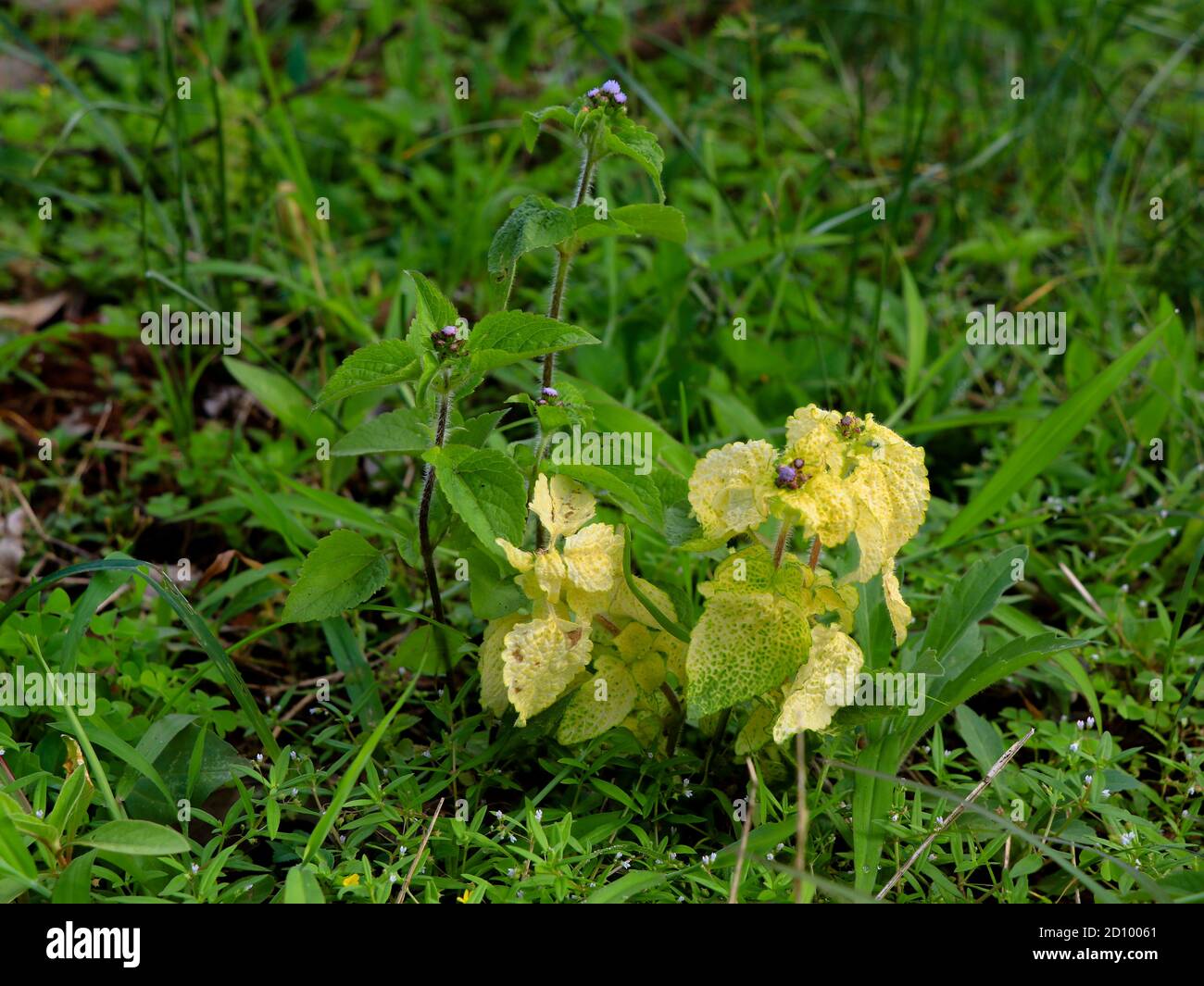 Billy goat-weed or chick weed (Ageratum conyzoides) in green and yellow leaves due to genetic disorder,  annual herb Stock Photo