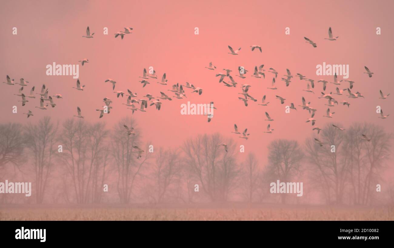 Snow Geese flock in flight over field in foggy pink orange sunset light Stock Photo