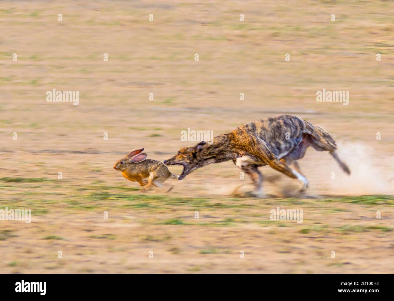 The Greyhound is a breed of dog, sighthound which has been bred for coursing game and greyhound racing. It is also referred to as an English Greyhound Stock Photo