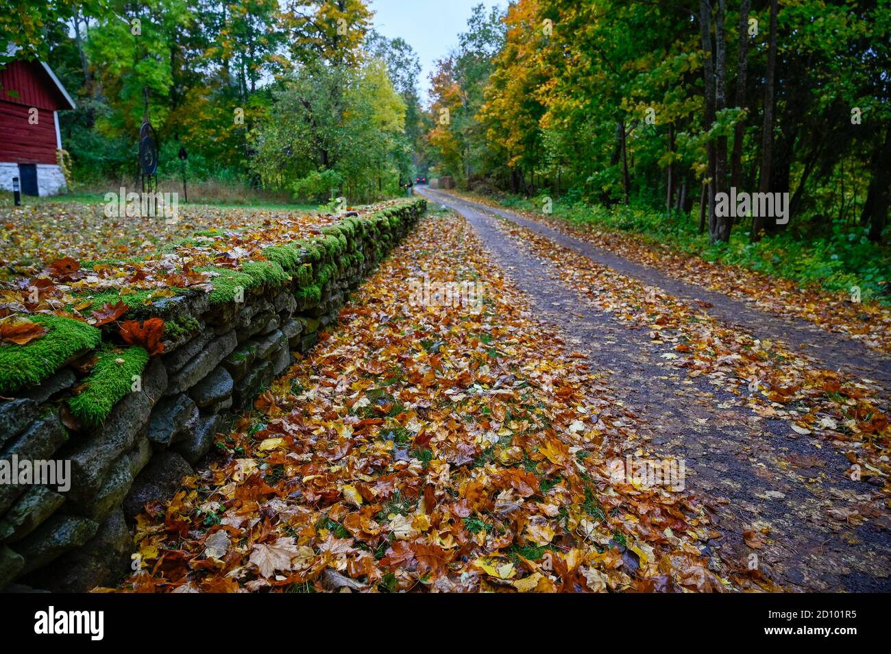 autumn leaves on road and old stone wall covered in moss Stock Photo ...