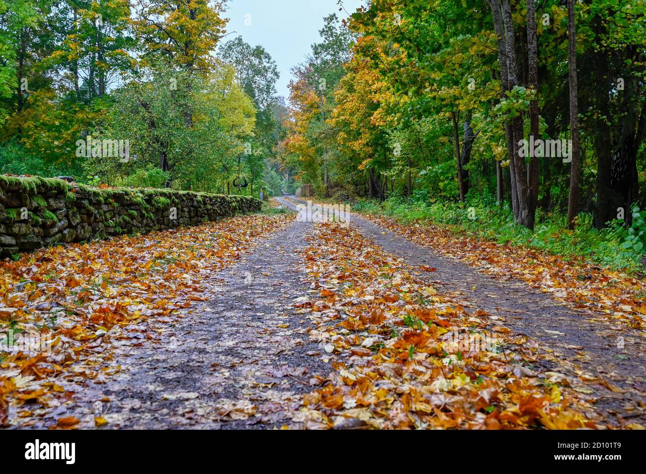 autumn leaves on road and old stone wall covered in moss Stock Photo ...