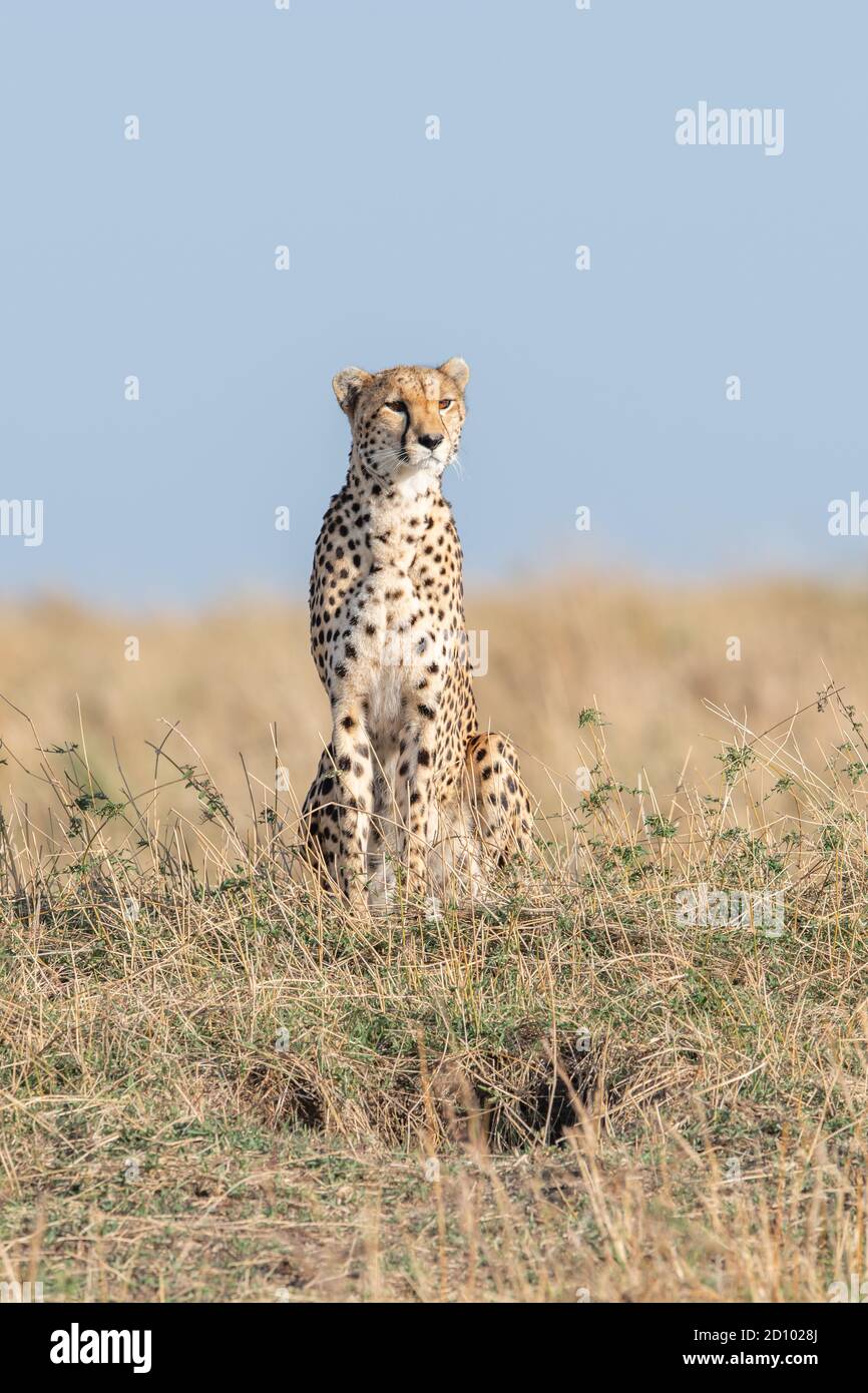 Cheetah (Acinonyx jubatus) surveys the landscape in Kenya, Africa Stock Photo