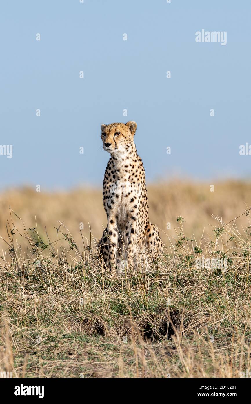Cheetah (Acinonyx jubatus) surveys the landscape in Kenya, Africa Stock Photo