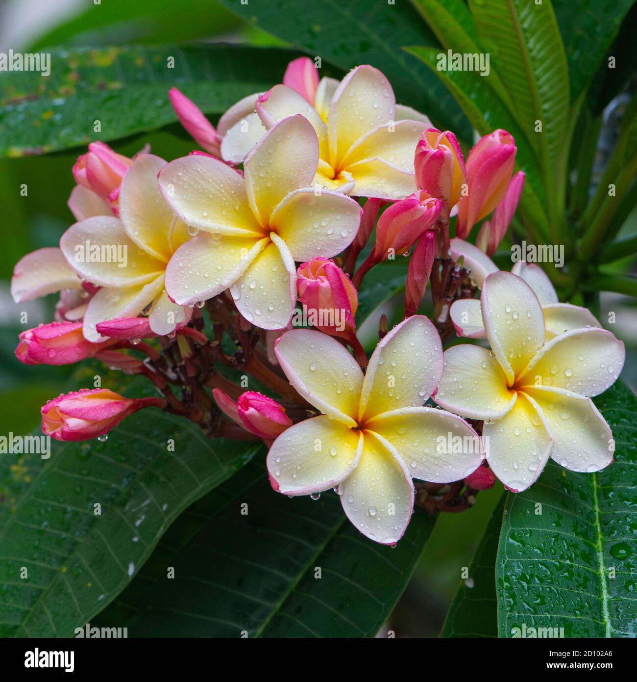Frangipani plumeria in bangkok hi-res stock p…