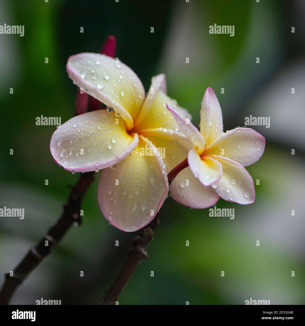 Frangipani plumeria in bangkok hi-res stoc…