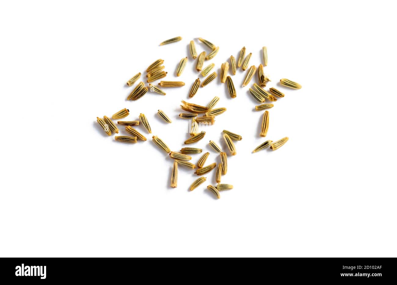 Gerbera Daisy Seeds