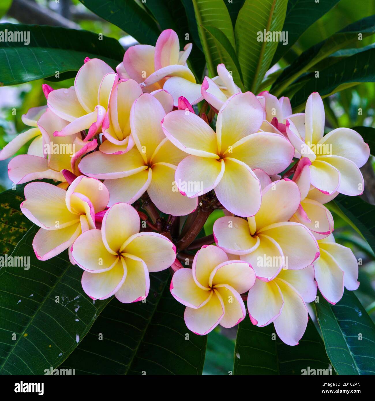 East asian flora hi-res stock photography and images - Alamy