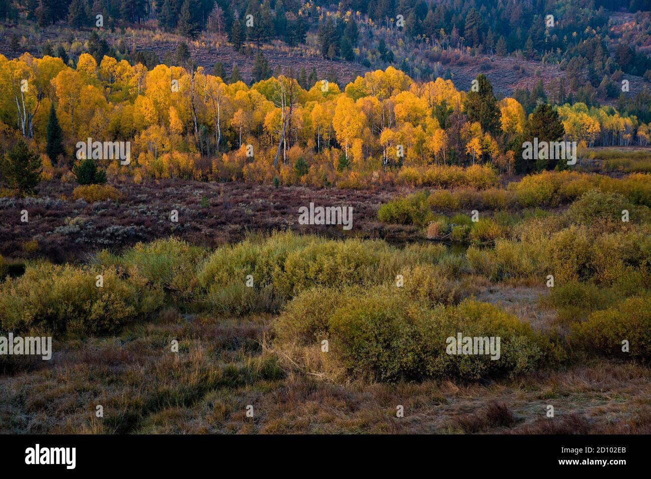 Golden Quaking Aspen, mountain meadows, and small stream.  Autumn delights our visual senses and conjure up feelings of nostalgia, and tranquility. Stock Photo