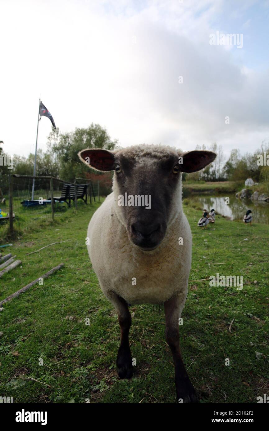 Ile de france sheep hires stock photography and images Alamy