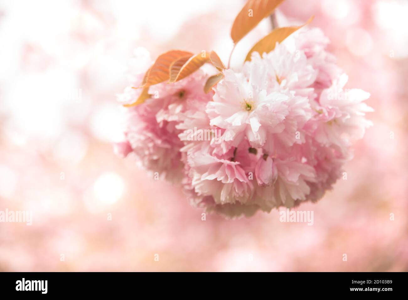 Close up of pink Sakura flowers - cherry blossoms in spring Stock Photo ...