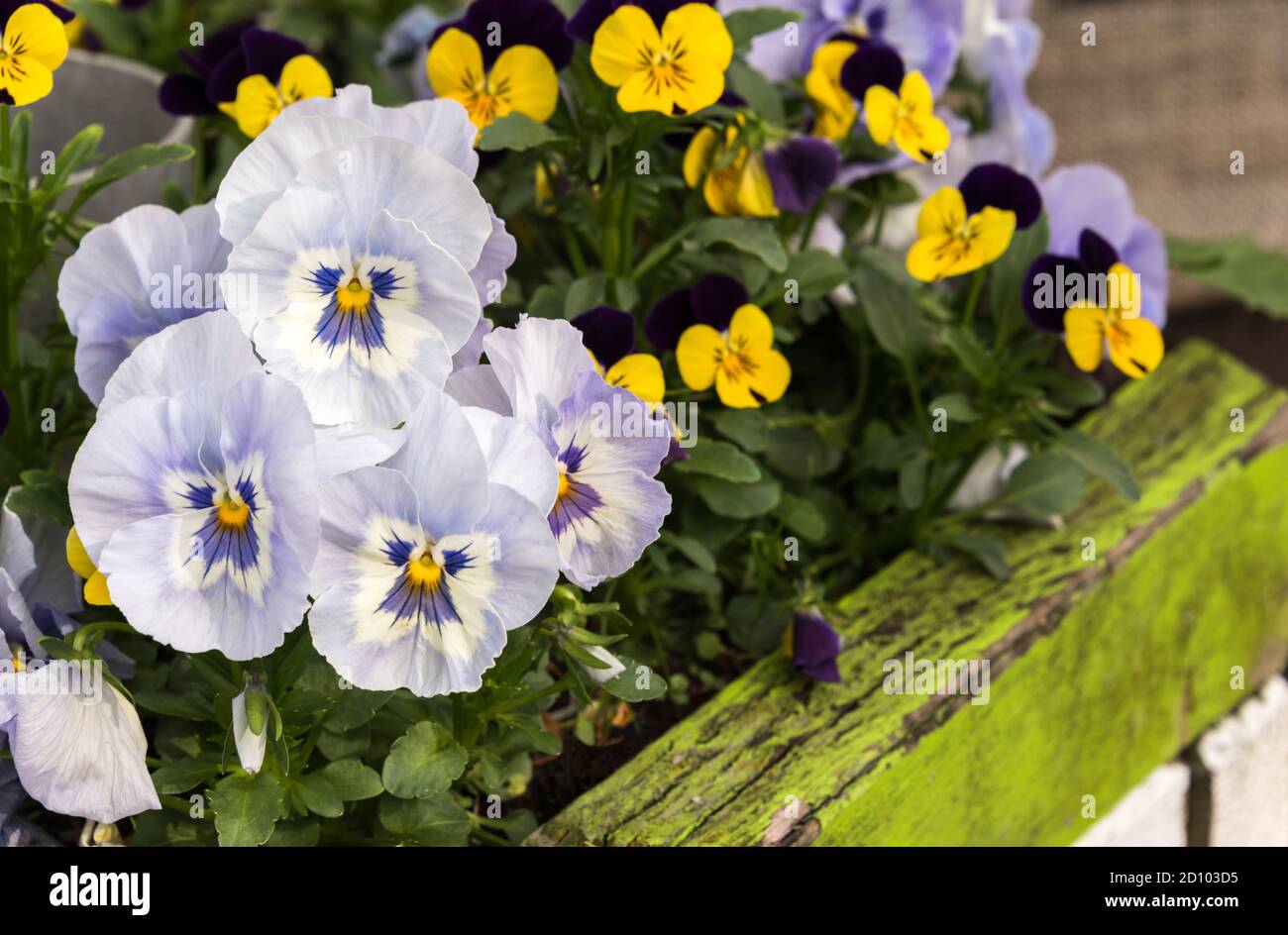 Beautiful purple and yellow pansies in a green wooden planter box Stock Photo