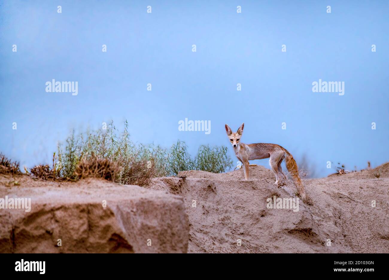 Bengal fox hi-res stock photography and images - Alamy