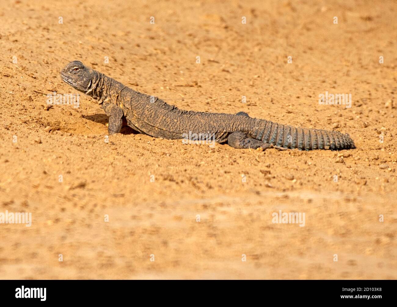 Uromastyx is a genus of African and Asian agamid lizards, the member species of which are commonly called spiny-tailed lizards, uromastyces, mastigure Stock Photo