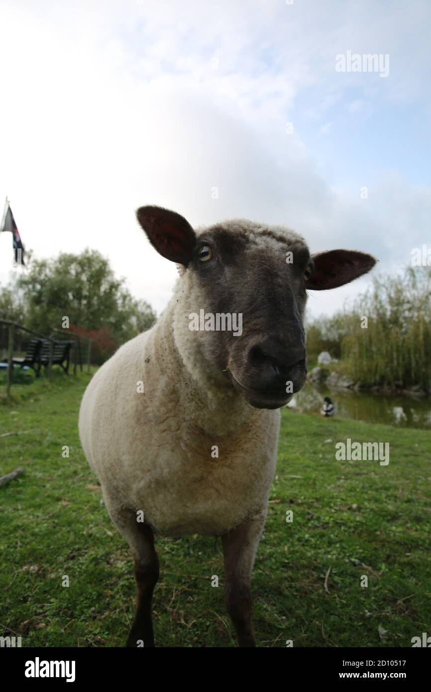 Vendee sheep hi-res stock photography and images - Alamy