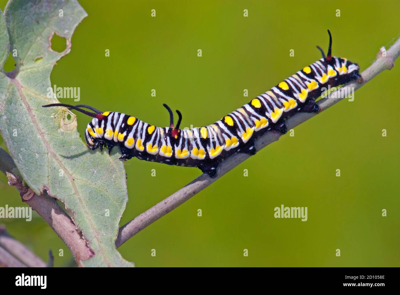 Plain tiger, African monarch butterfly (Danaus chrysippus) - Caterpillar Stock Photo