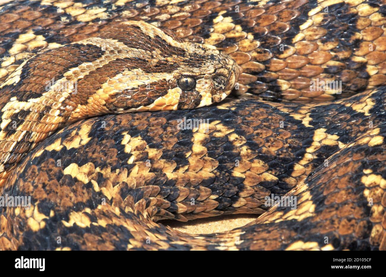 Daboia palaestinae Palestine viper Stock Photo Alamy