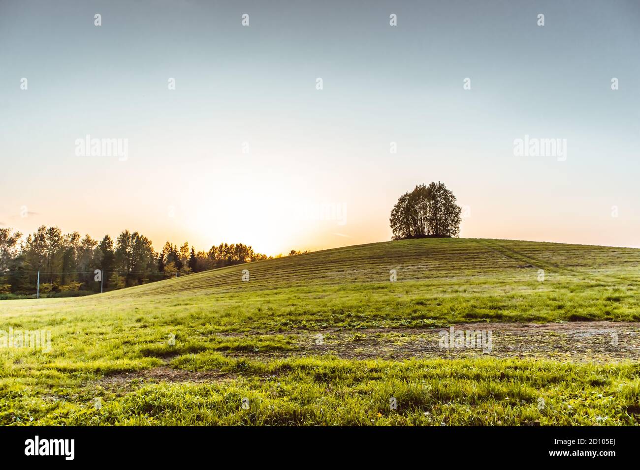 lonely tree on top of a hill landscape sunny countryside Stock Photo ...