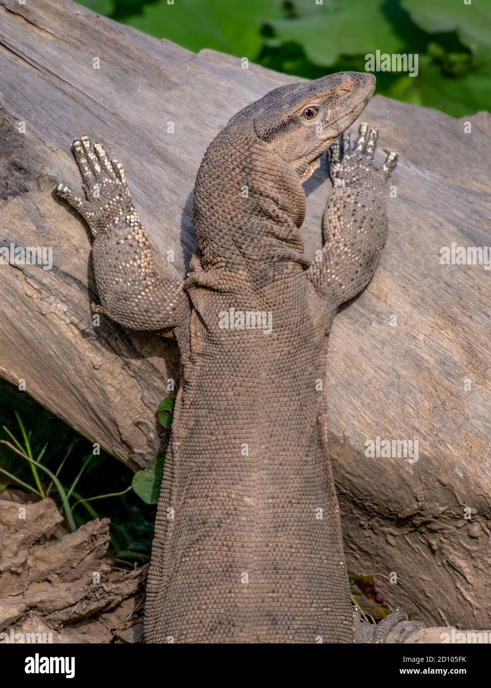 Monitor lizards are large lizards in the genus Varanus. They are native