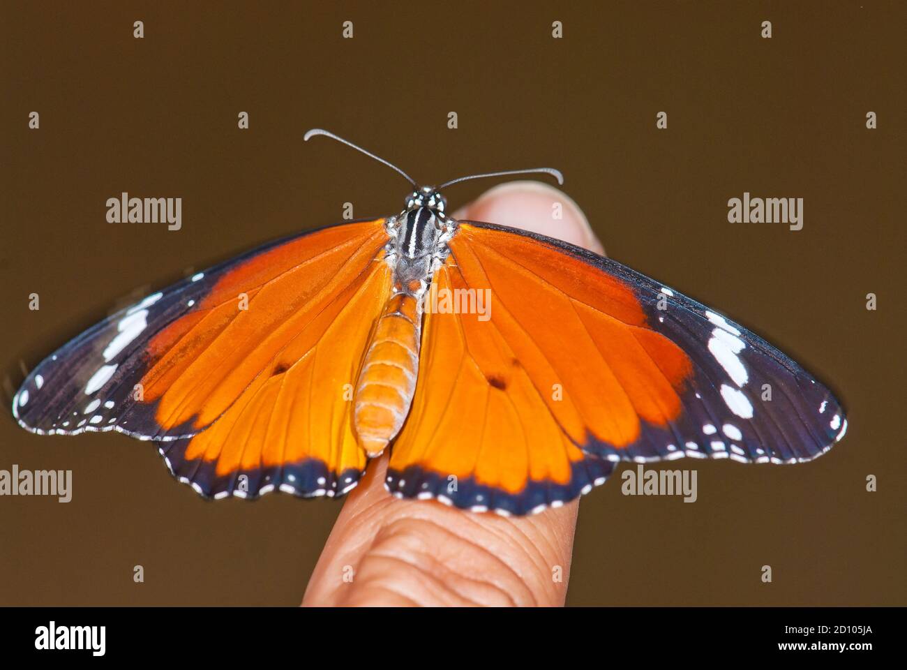 Plain tiger, African monarch butterfly (Danaus chrysippus) Stock Photo