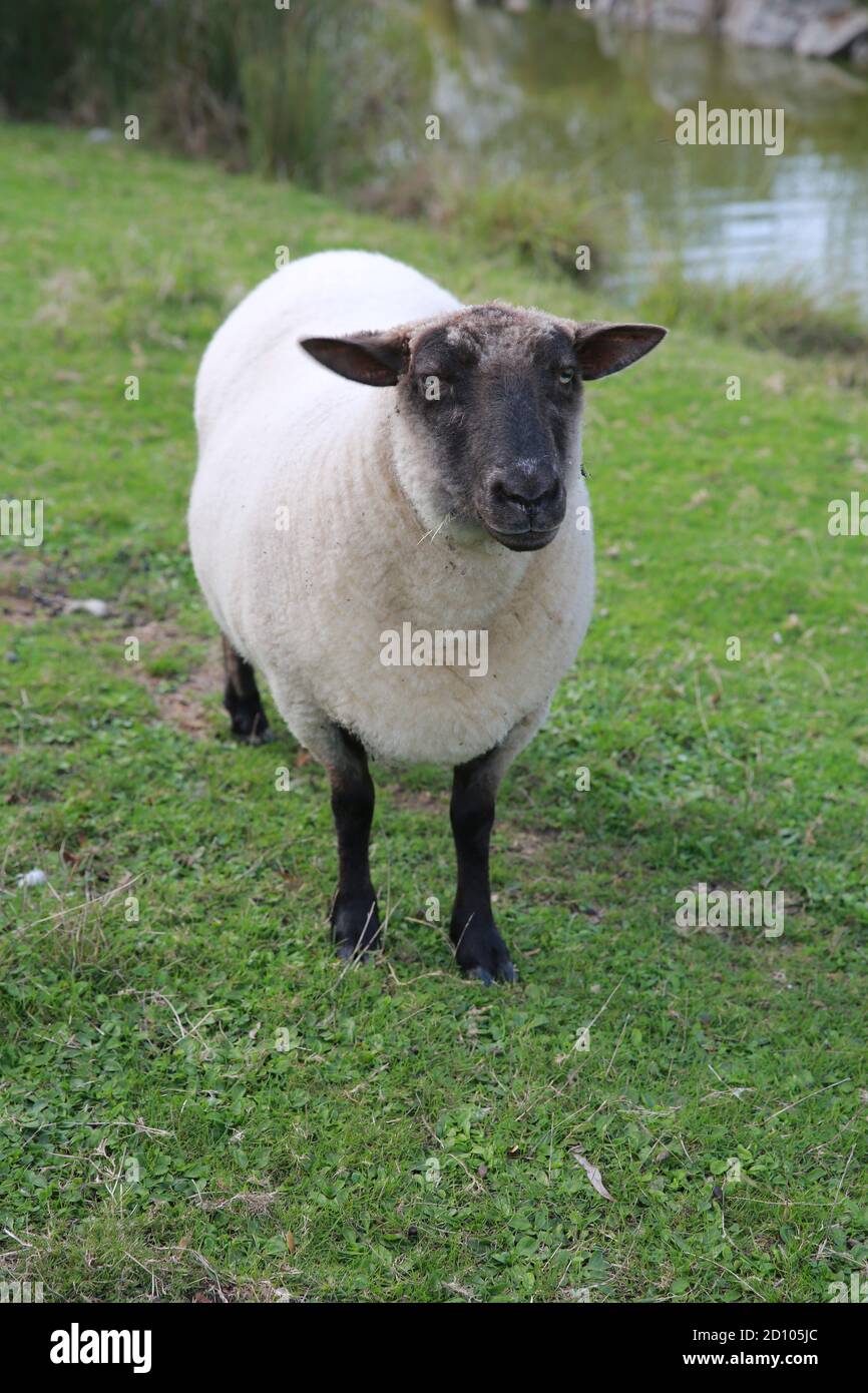 Ile de france sheep hires stock photography and images Alamy