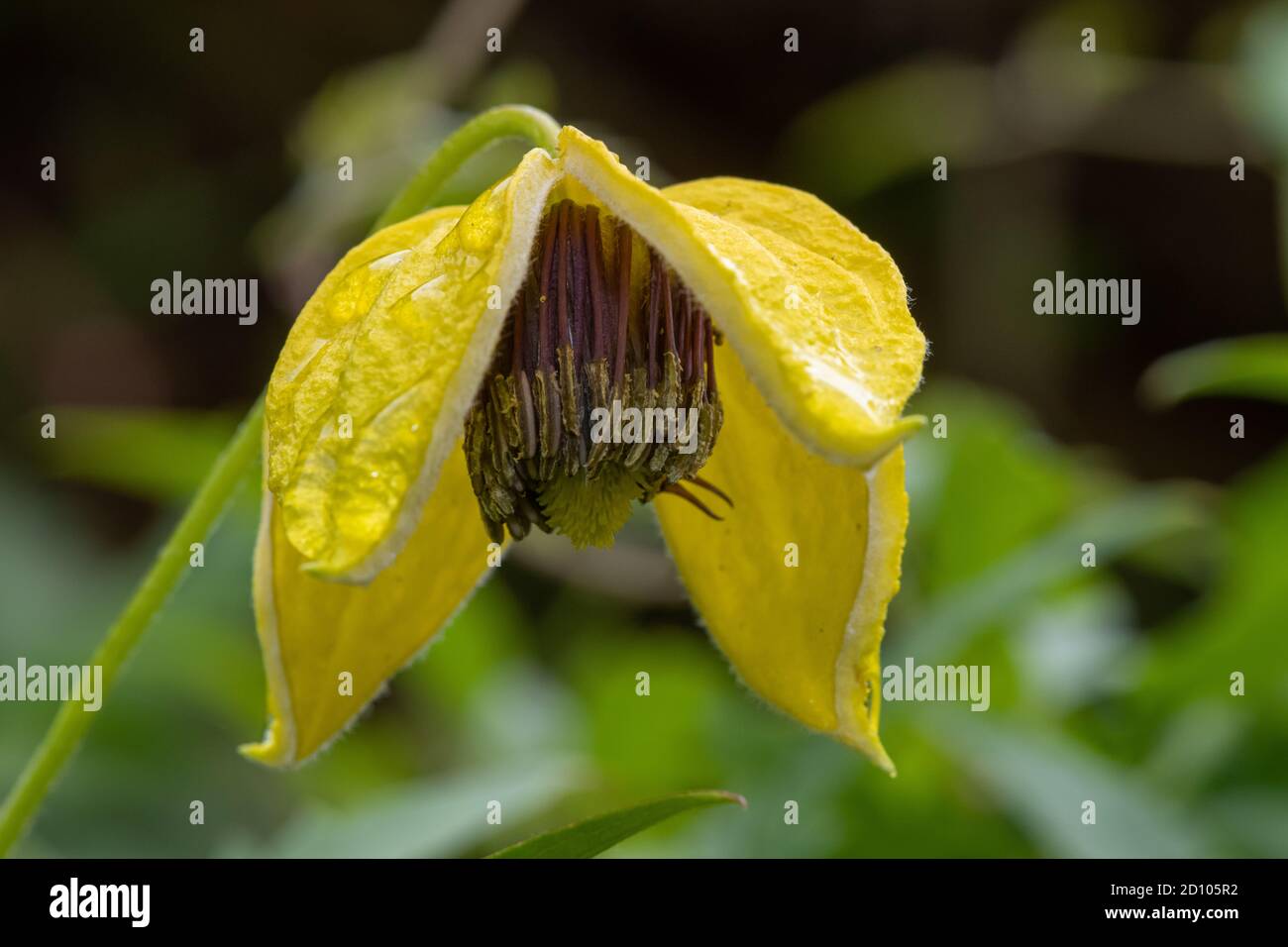 Close up of a yellow downy clematis (clematis macropetala) flower in bloom Stock Photo