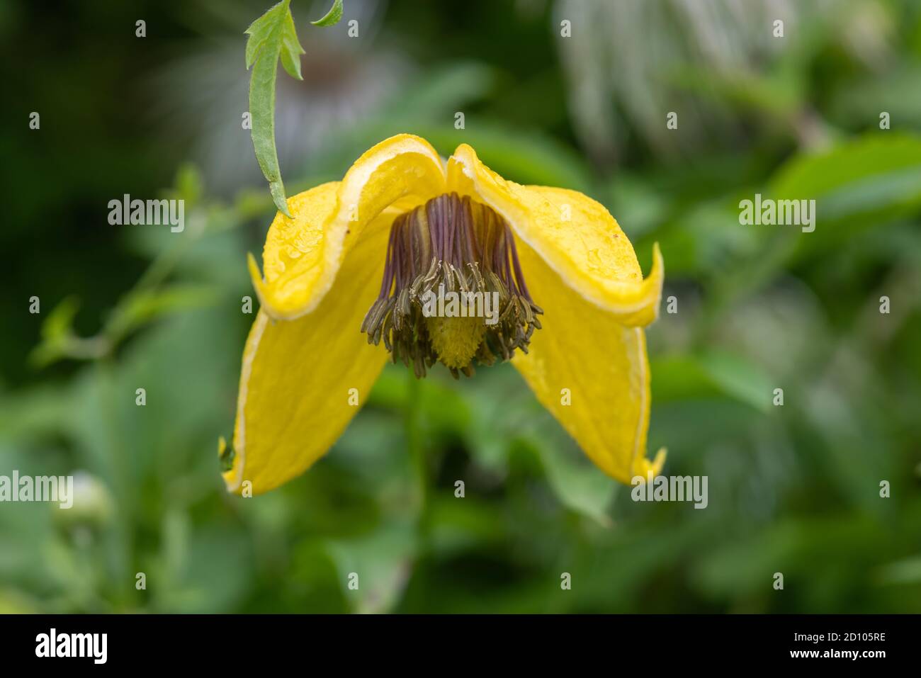 Close up of a yellow downy clematis (clematis macropetala) flower in bloom Stock Photo
