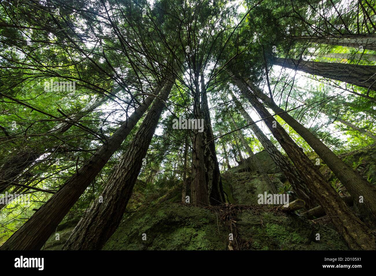 Looking up into a canopy of trees, surrounded by branches and leaves