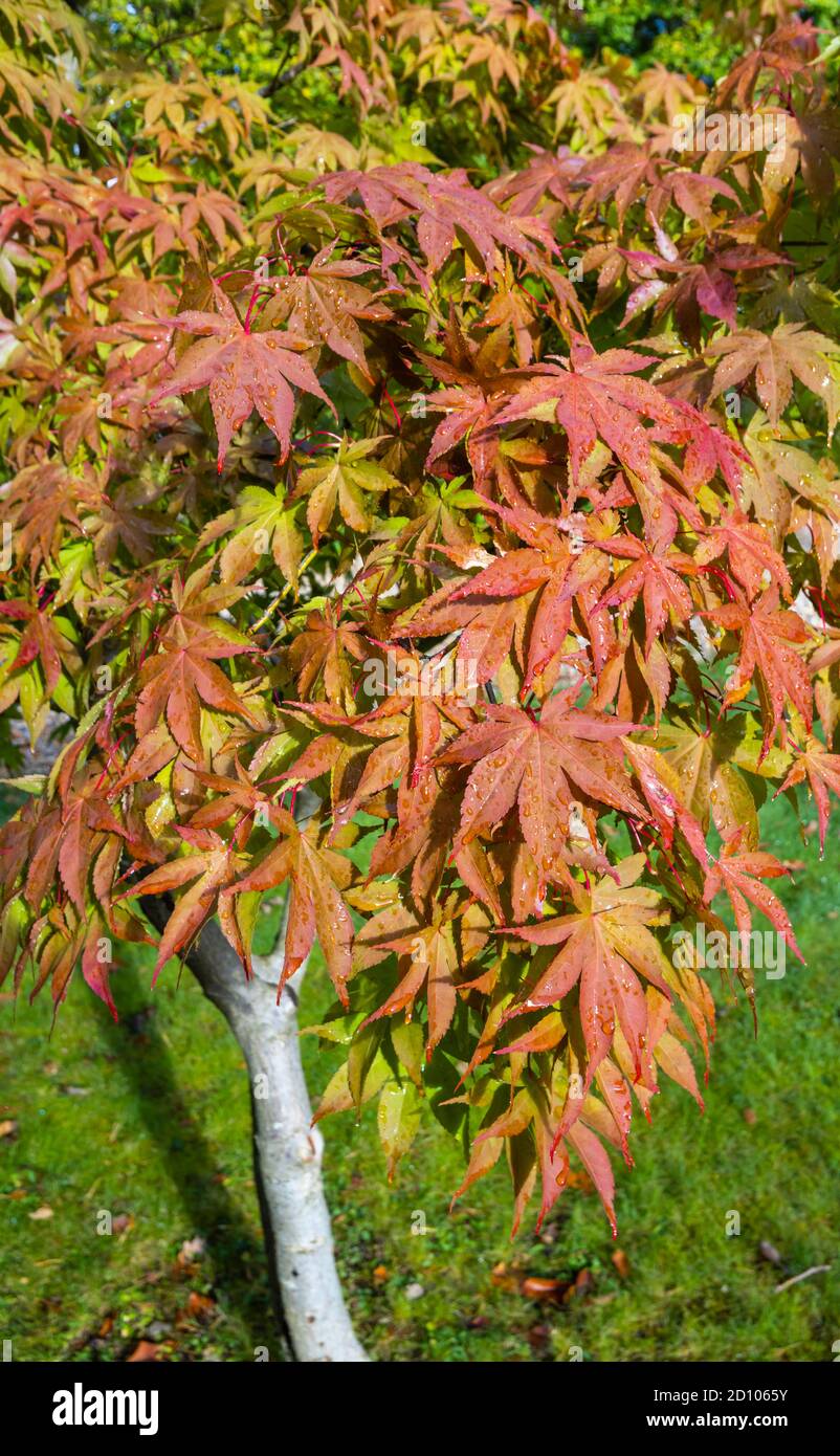 Acer palmatum leaves turning colour, changing from green to to seasonal