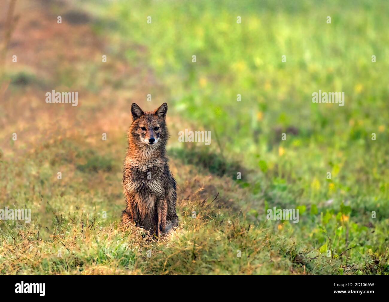 Day of the jackal, fox hi-res stock photography and images - Alamy