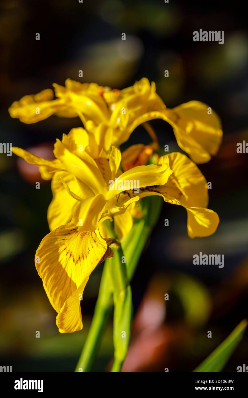 The damp-loving herbaceous perennial Iris pseudacorus, the water flag ...
