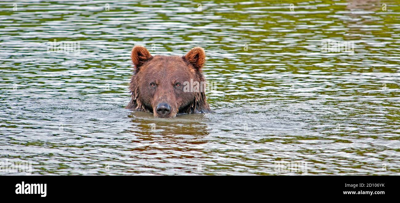 Grizzly bear in water Stock Photo