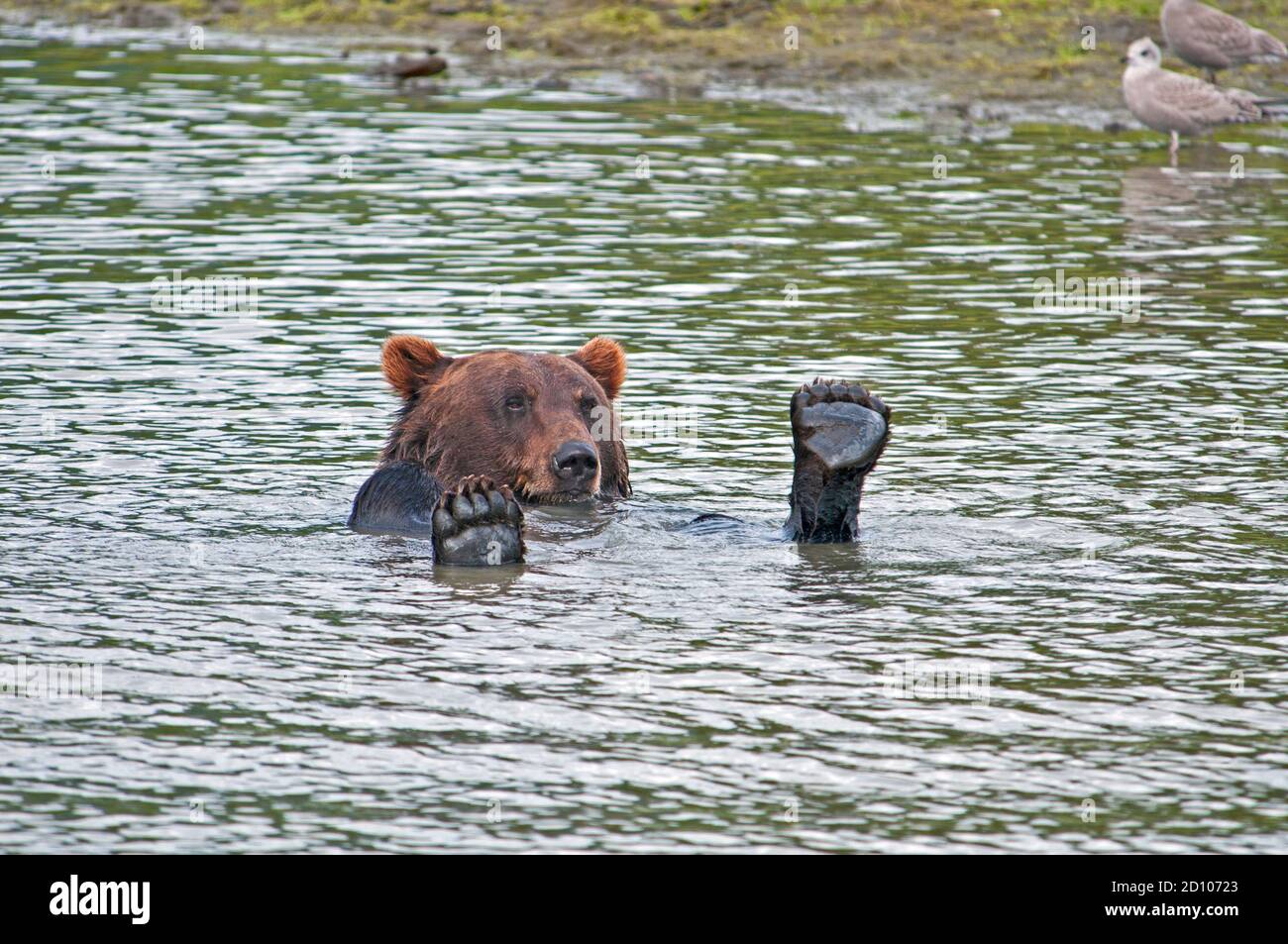 Grizzly bear in water Stock Photo