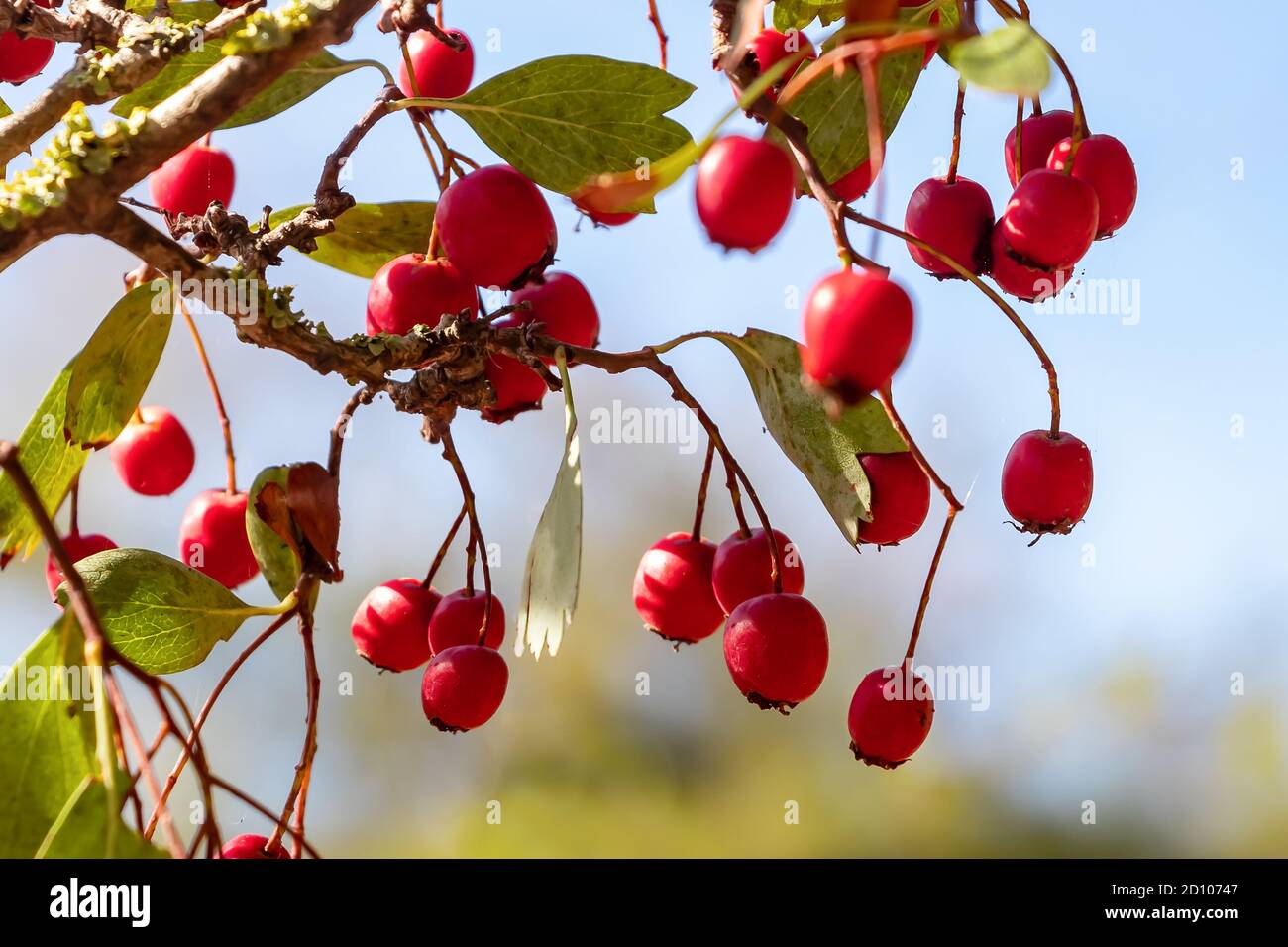 Crataegus, commonly called hawthorn, is a large genus of shrubs in the family Rosaceae. They are found in Europe, Asia and North America. Shallow dept Stock Photo
