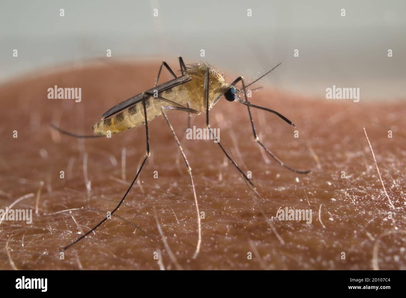 Mosquito about to puncture the skin of a man Stock Photo