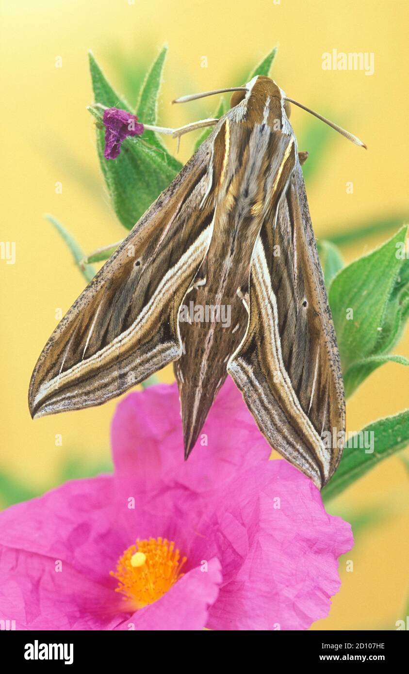 Hippotion celerio, Vine Hawk-Moth, Silver-striped Hawk-Moth. Stock Photo
