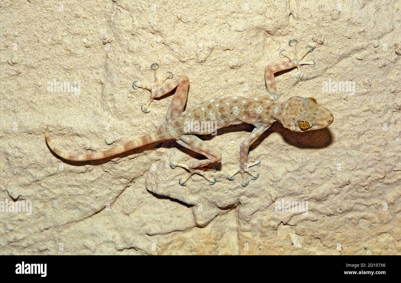 Ptyodactylus guttatus,Fan-fingered gecko Stock Photo