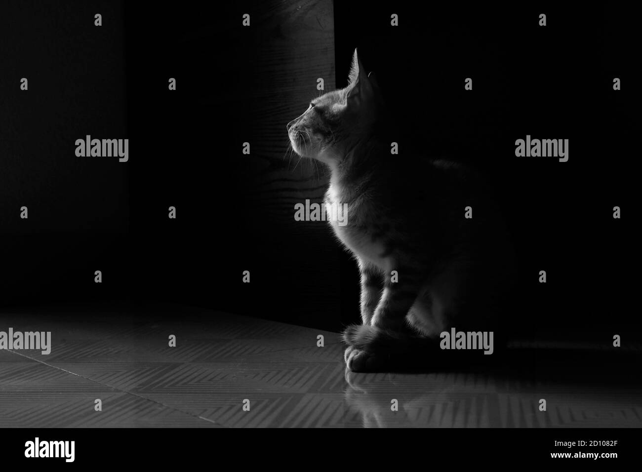 a close view of sitting cat position on floor in black & white photo ...