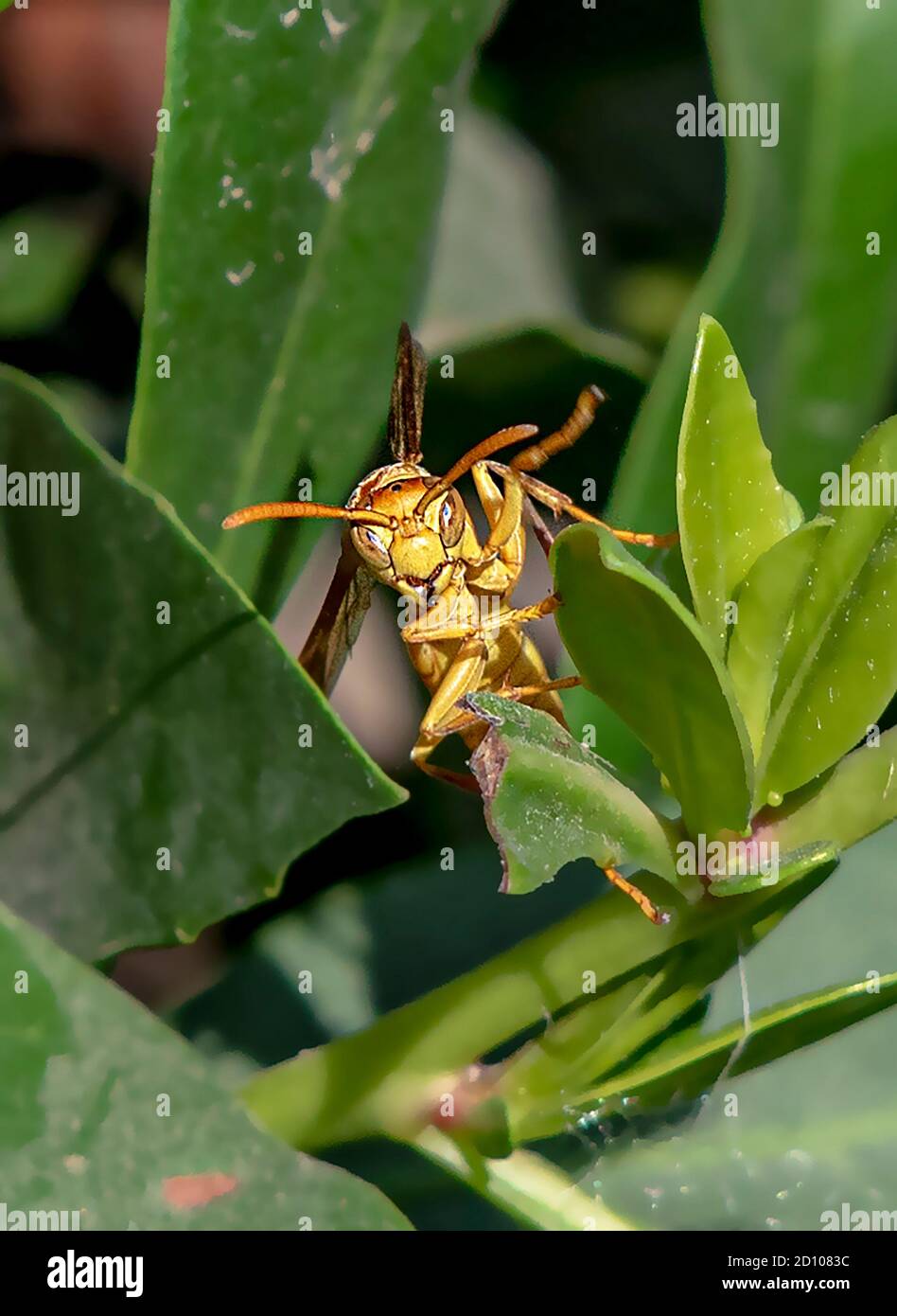 Indian yellow paper wasp hi-res stock photography and images - Alamy