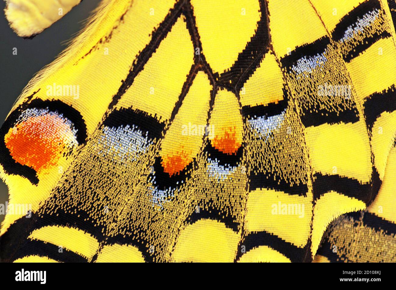 Swallowtail butterfly wing, close-up Stock Photo - Alamy