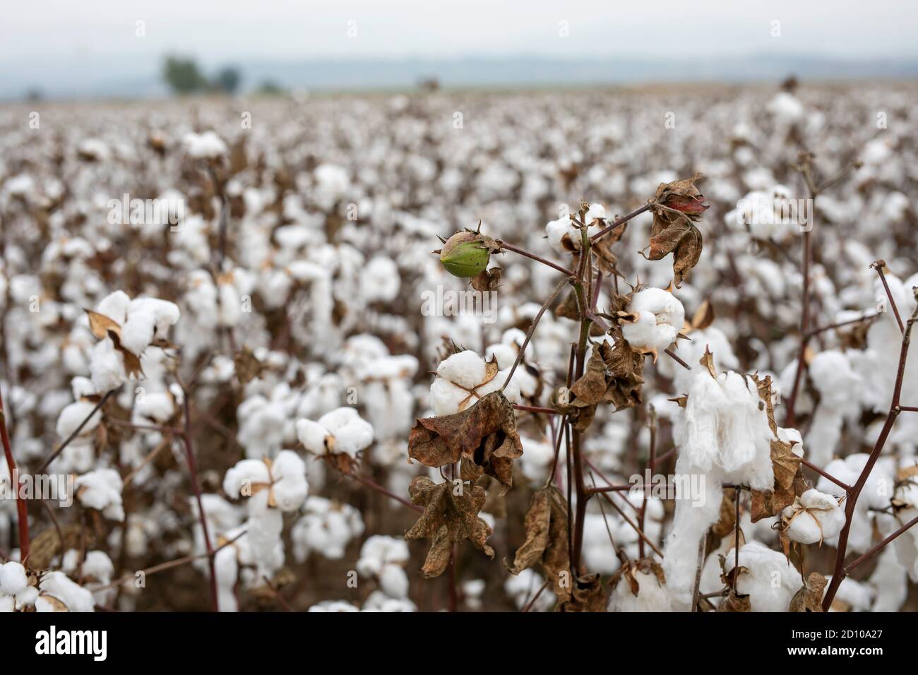 Cotton harvester hires stock photography and images Alamy