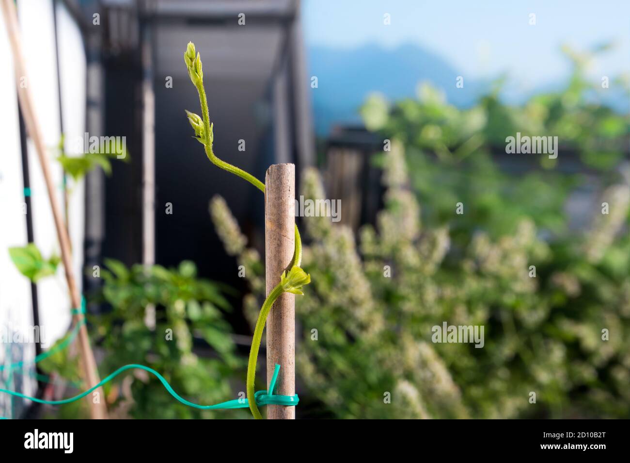 Close up of pole bean stem spiraling around a bamboo stick. Top of stem is in the air, searching for something to grab. Rooftop garden. Stock Photo