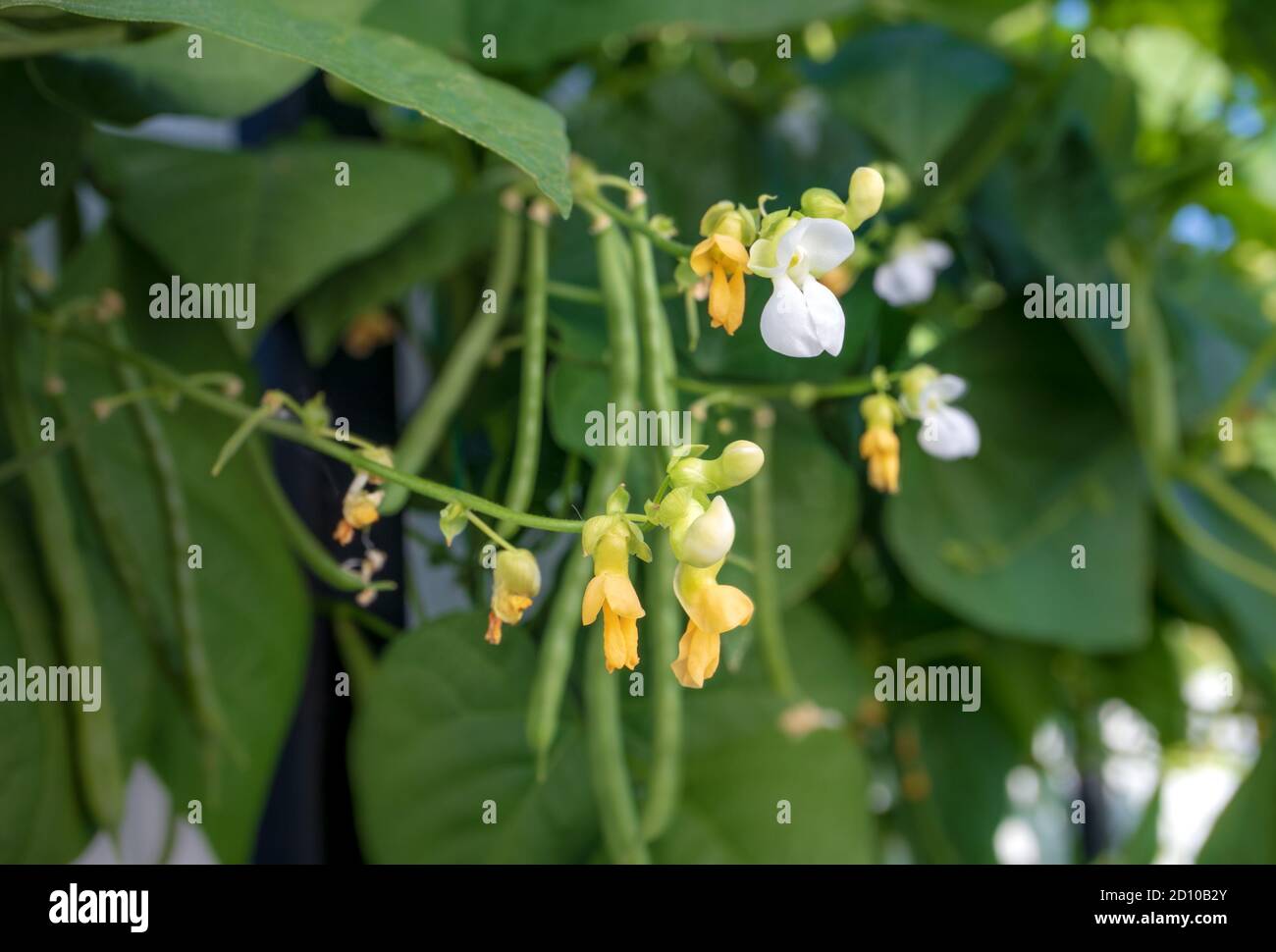 Green bean blossoms. Focus on yellow and white flowers with blurred and defocused beans/pods and leaves. Blue Lake Pole Bean plants growing in roof to Stock Photo