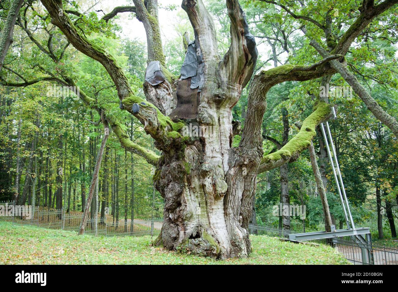 The oak in Stelmuze village is around 1,500 years old and considered