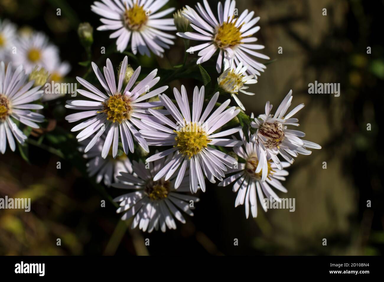 Panicled aster or tall white aster on an autumn day. It is a species of flowering plant in the family Asteraceae. It is native to North America Stock Photo