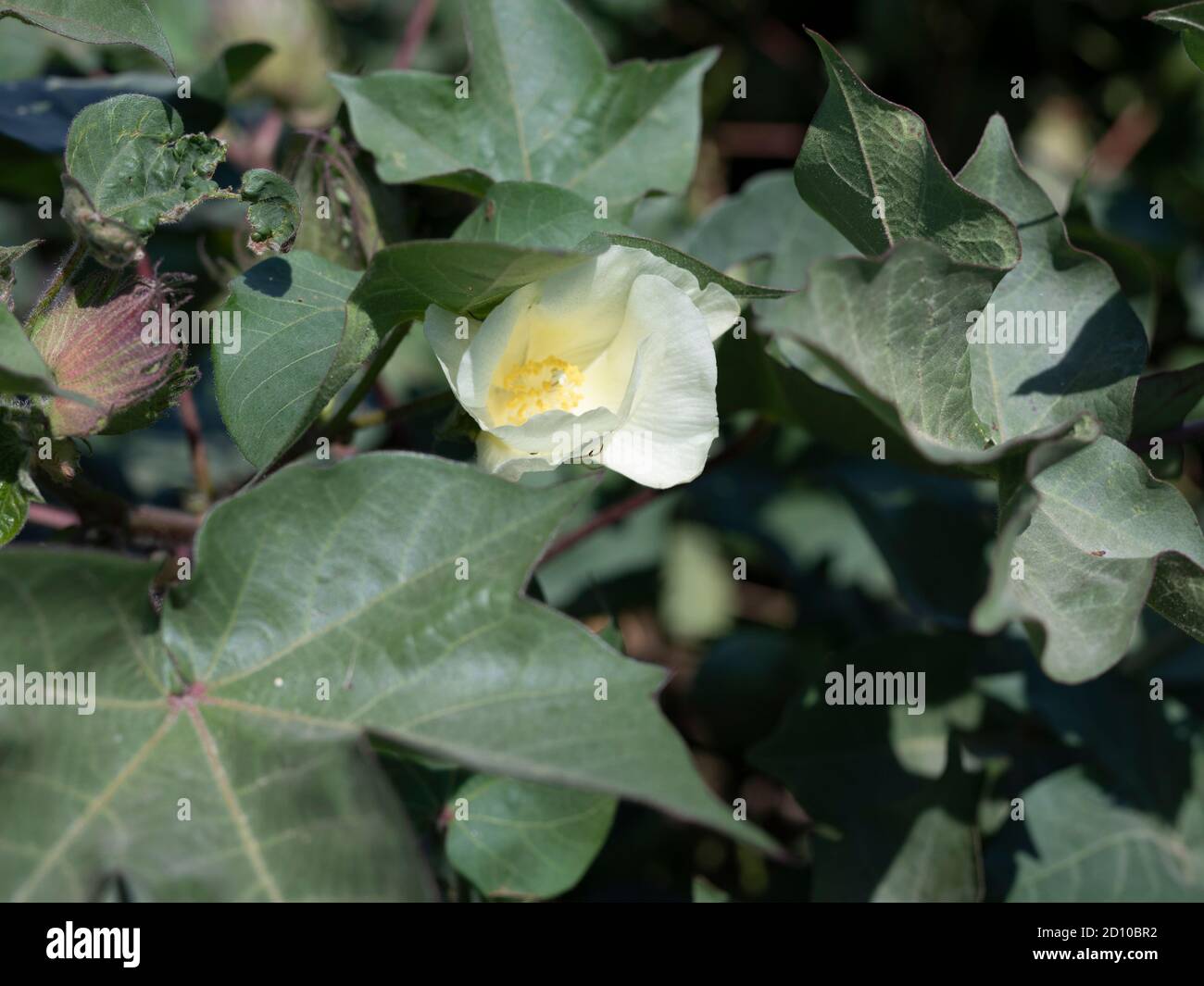 Cotton flower in cotton field Stock Photo Alamy