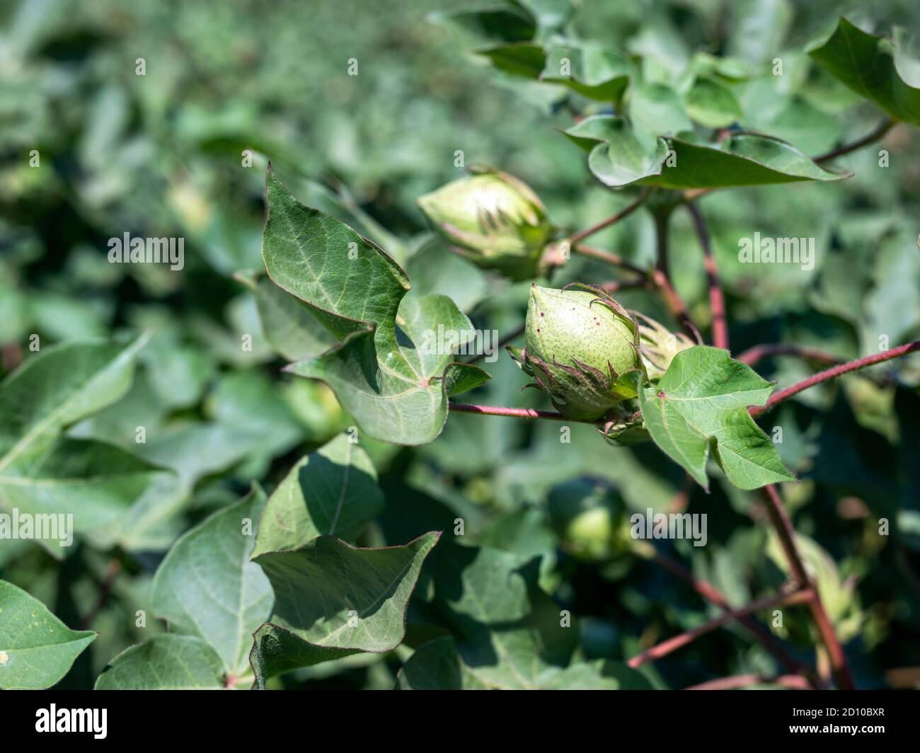 Cotton flower field hires stock photography and images Alamy