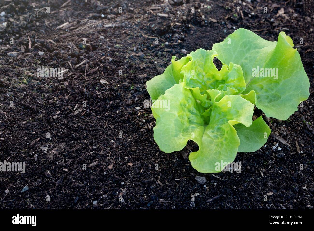 Single small lettuce plant seedling surrounded by soil. 2-3 weeks old after emerging. Cabbage lettuce (Lactuca sativa). Close up. Stock Photo