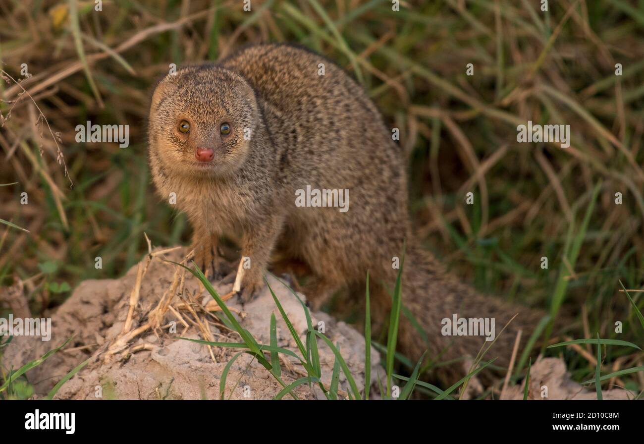 Small Indian Mongoose High Resolution Stock Photography and Images Alamy