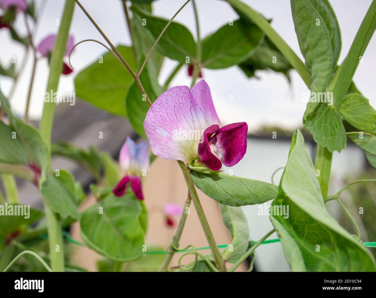 Stunning unusual purple pea blossom. Close up of heirloom Snow Pea plant 'Purple Mist'. Soft bokeh background of rooftop hatch and pea plants. Urban s Stock Photo