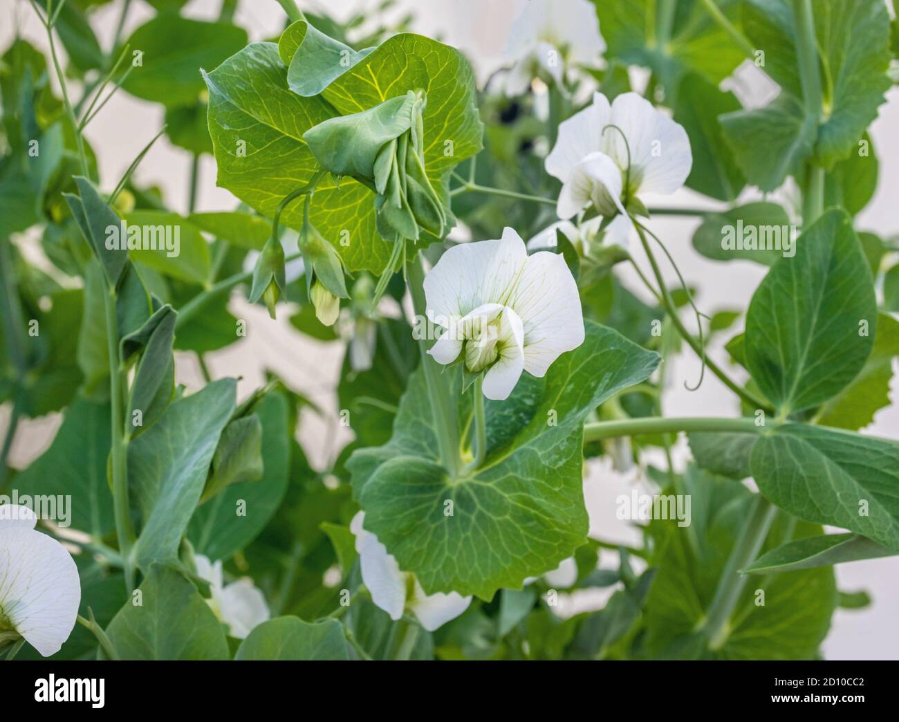 Multiple white pea blossoms in front of soft green plants. Snap pea plant grown from seed, started in spring. Several stages of flowers and tendrils. Stock Photo